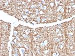 Myelin Basic Protein Antibody in Immunohistochemistry (Paraffin) (IHC (P))