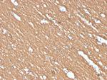 Myelin Basic Protein Antibody in Immunohistochemistry (Paraffin) (IHC (P))