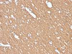 Myelin Basic Protein Antibody in Immunohistochemistry (Paraffin) (IHC (P))