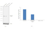 Cathepsin L Antibody in Western Blot (WB)