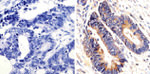 K-Ras Antibody in Immunohistochemistry (Paraffin) (IHC (P))