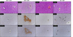 HMOX1 Antibody in Immunohistochemistry (IHC)