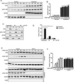 Phospho-FAK (Tyr397) Antibody in Western Blot (WB)