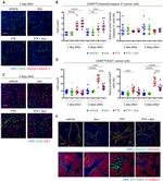 Ki-67 Antibody in Immunocytochemistry (ICC/IF)