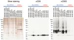 CD9 Antibody in Western Blot (WB)