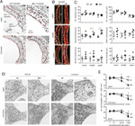 Claudin 11 Antibody in Immunohistochemistry (IHC)