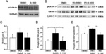 Phospho-GATA4 (Ser105) Antibody in Western Blot (WB)