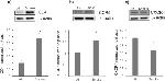 CXCR4 Antibody in Western Blot (WB)