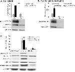 IGF1 Antibody in Western Blot (WB)