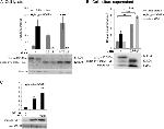 IGF1 Antibody in Western Blot (WB)