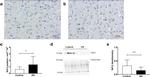 Nrf2 Antibody in Western Blot, Immunohistochemistry (Paraffin) (WB, IHC (P))