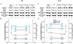 VGAT Antibody in Western Blot (WB)