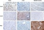 Connexin 32 Antibody in Immunohistochemistry (IHC)