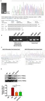 SGLT1 Antibody in Western Blot (WB)