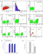 CD61 Antibody in Flow Cytometry (Flow)