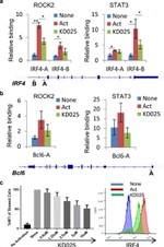 IRF4 Antibody