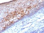 MCAM (Melanoma Cell Adhesion Molecule)/MUC18/CD146 Antibody in Immunohistochemistry (Paraffin) (IHC (P))