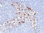 MCAM (Melanoma Cell Adhesion Molecule)/MUC18/CD146 Antibody in Immunohistochemistry (Paraffin) (IHC (P))