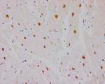 ESRRA Antibody in Immunohistochemistry (Paraffin) (IHC (P))