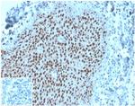 MCM2 (ProliferationMarker) Antibody in Immunohistochemistry (Paraffin) (IHC (P))