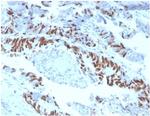 MCM2 (ProliferationMarker) Antibody in Immunohistochemistry (Paraffin) (IHC (P))