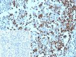 MCM3 (Proliferation Marker) Antibody in Immunohistochemistry (Paraffin) (IHC (P))