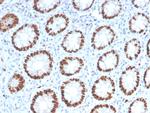 MCM6 (Proliferation Marker) Antibody in Immunohistochemistry (Paraffin) (IHC (P))