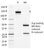 MCM7 Antibody in SDS-PAGE (SDS-PAGE)