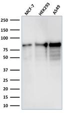 MCM7 (Proliferation Marker) Antibody in Western Blot (WB)