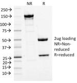 MCM7 (Proliferation Marker) Antibody in SDS-PAGE (SDS-PAGE)