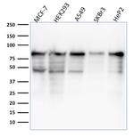 MCM7 (Proliferation Marker) Antibody in Western Blot (WB)