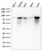 MCM7/CDC47 (Proliferation Marker) Antibody in Western Blot (WB)