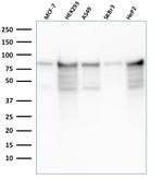 MCM7 Antibody in Western Blot (WB)