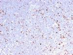 MCM7 Antibody in Immunohistochemistry (Paraffin) (IHC (P))