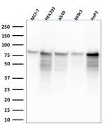 MCM7 Antibody in Western Blot (WB)