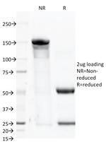 CD46 (Membrane Cofactor Protein) Antibody in SDS-PAGE (SDS-PAGE)