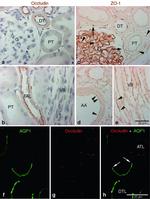 ZO-1 Antibody in Immunohistochemistry (IHC)