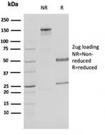 Malate dehydrogenase 1 NAD (soluble) Antibody in SDS-PAGE (SDS-PAGE)