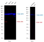 CD20 Antibody in Western Blot (WB)