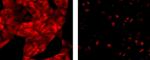 Mouse IgG1 Secondary Antibody in Immunocytochemistry (ICC/IF)