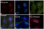 Ki-67 Antibody in Immunocytochemistry (ICC/IF)