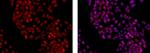 PCNA Antibody in Immunocytochemistry (ICC/IF)