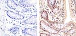 SMAD7 Antibody in Immunohistochemistry (Paraffin) (IHC (P))