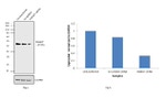 SMAD7 Antibody in Western Blot (WB)