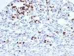 MEF2D/Myocyte enhancer factor 2D (Transcription Factor) Antibody in Immunohistochemistry (Paraffin) (IHC (P))