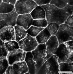 Occludin Antibody in Immunocytochemistry (ICC/IF)