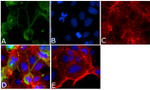 Occludin Antibody in Immunocytochemistry (ICC/IF)