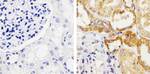 Occludin Antibody in Immunohistochemistry (Paraffin) (IHC (P))