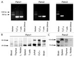 Pannexin 2 Antibody in Western Blot (WB)