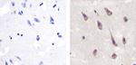 Pannexin 2 Antibody in Immunohistochemistry (Paraffin) (IHC (P))